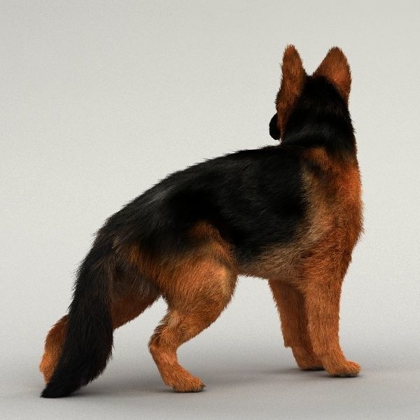 Rigged Dog 3D model_10