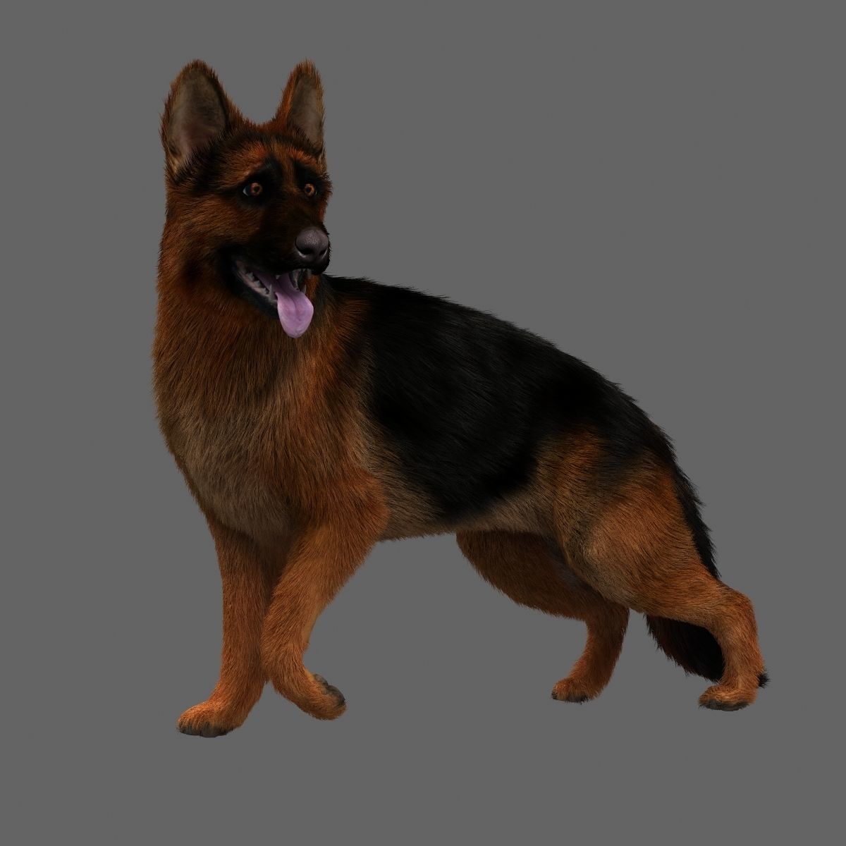 Rigged Dog 3D model_12