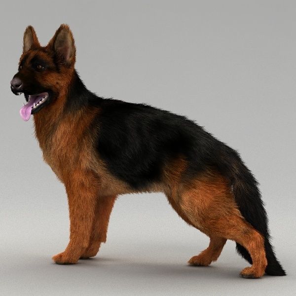 Rigged Dog 3D model_7