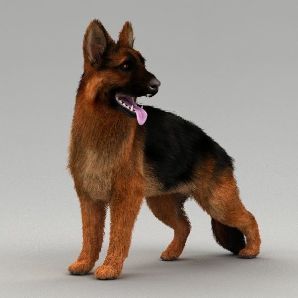 Rigged Dog 3D model_11