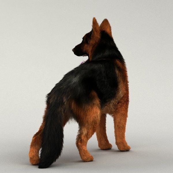 Rigged Dog 3D model_8