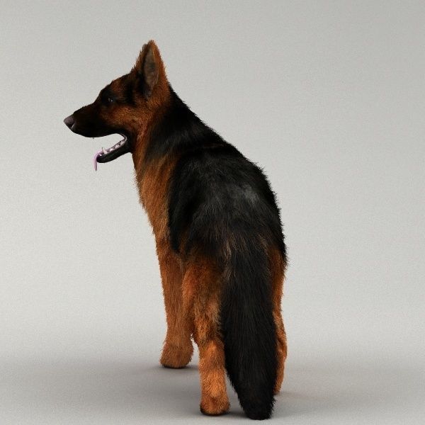 Rigged Dog 3D model_6