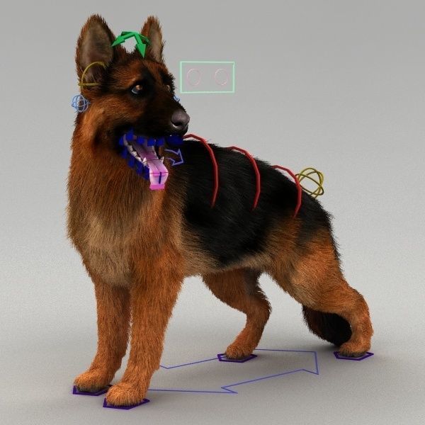 Rigged Dog 3D model_4