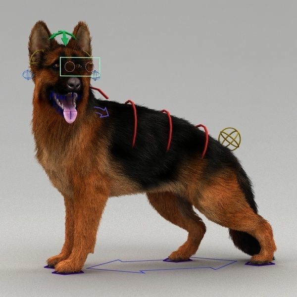 Rigged Dog 3D model_1