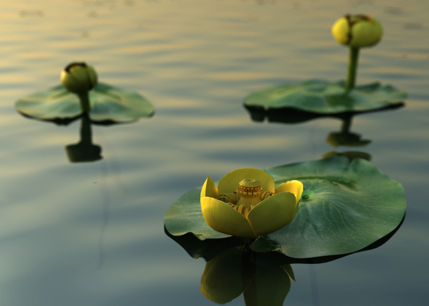 Nuphar lutea 3D model