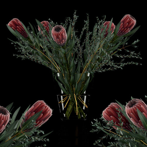 Protea with Eucalyptus parvifolia 3D model