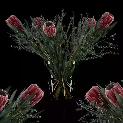 Protea with Eucalyptus parvifolia 3D model