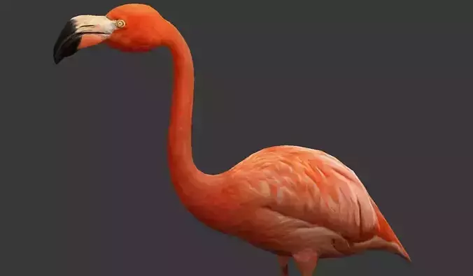 Flamingo Low-poly 3D model