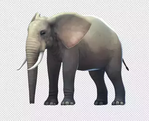 Elephas elephant
