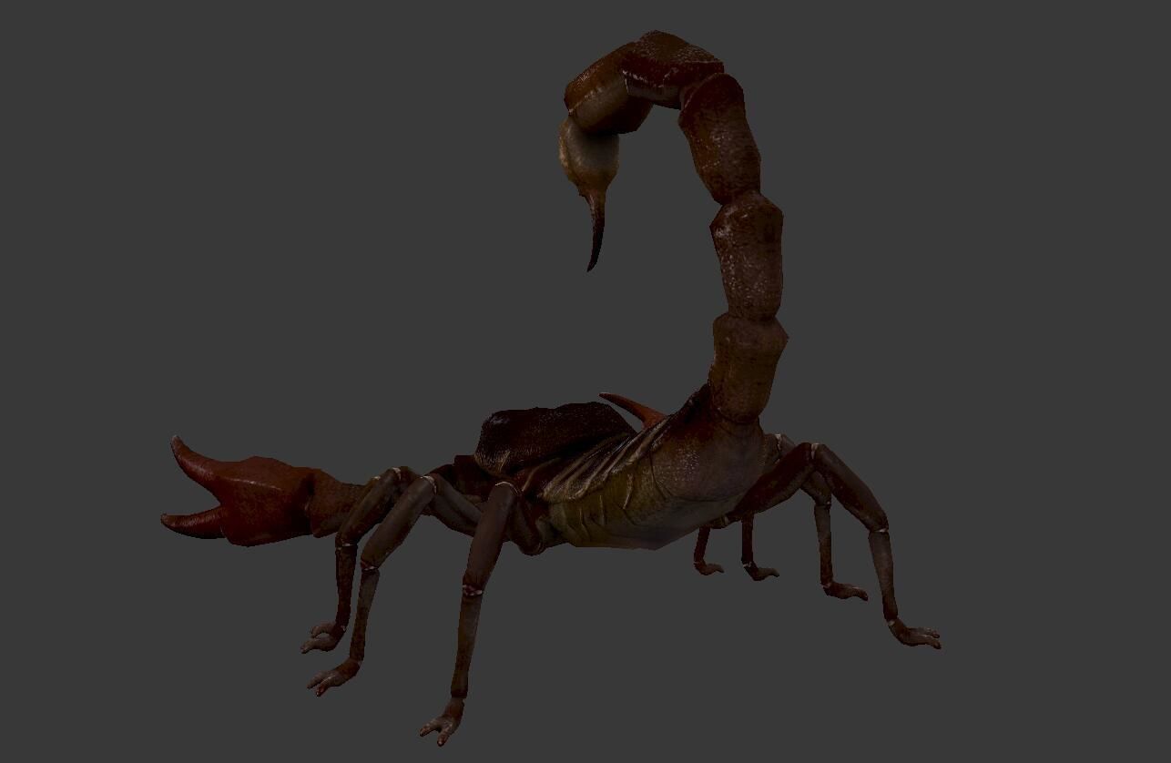 Scorpion Low-poly 3D model_5