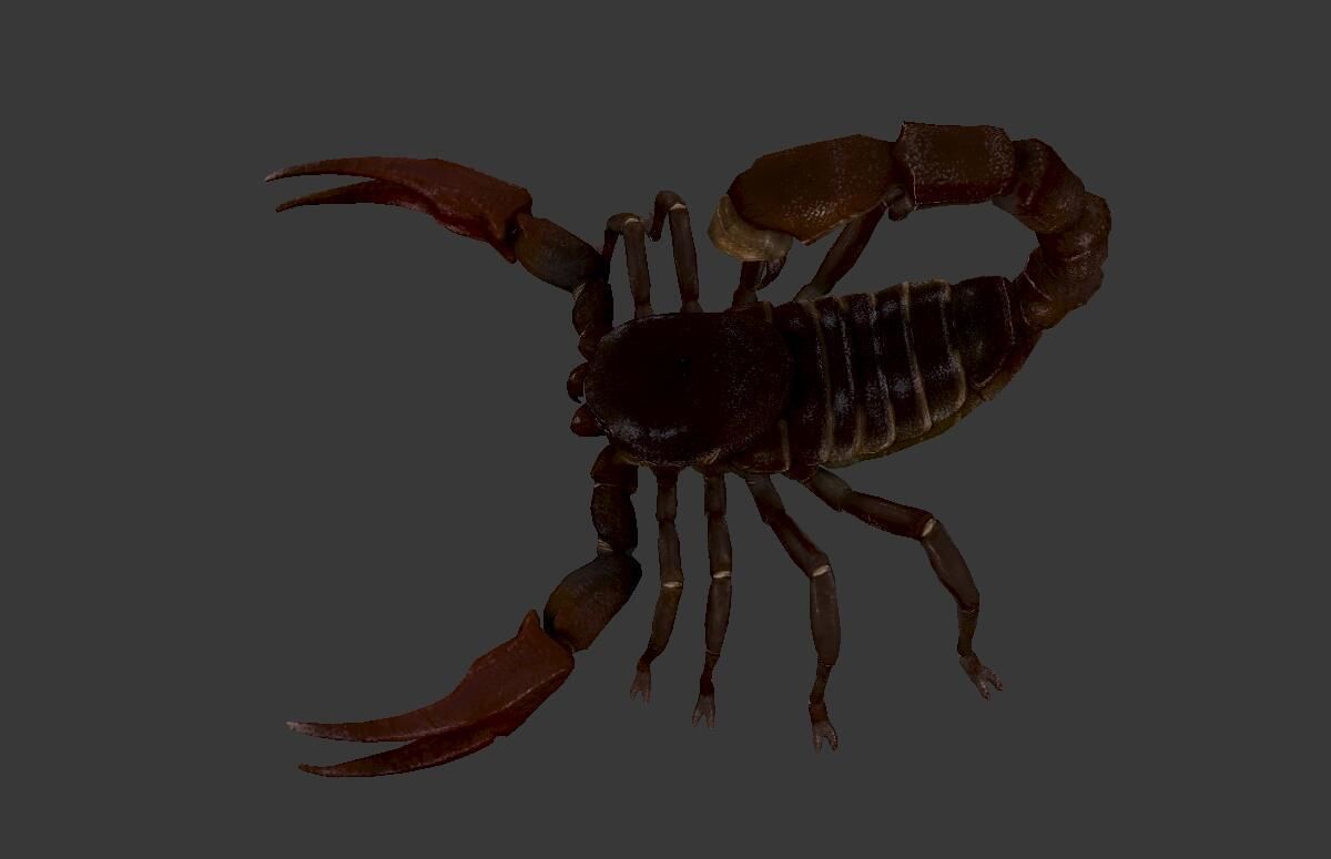 Scorpion Low-poly 3D model_4
