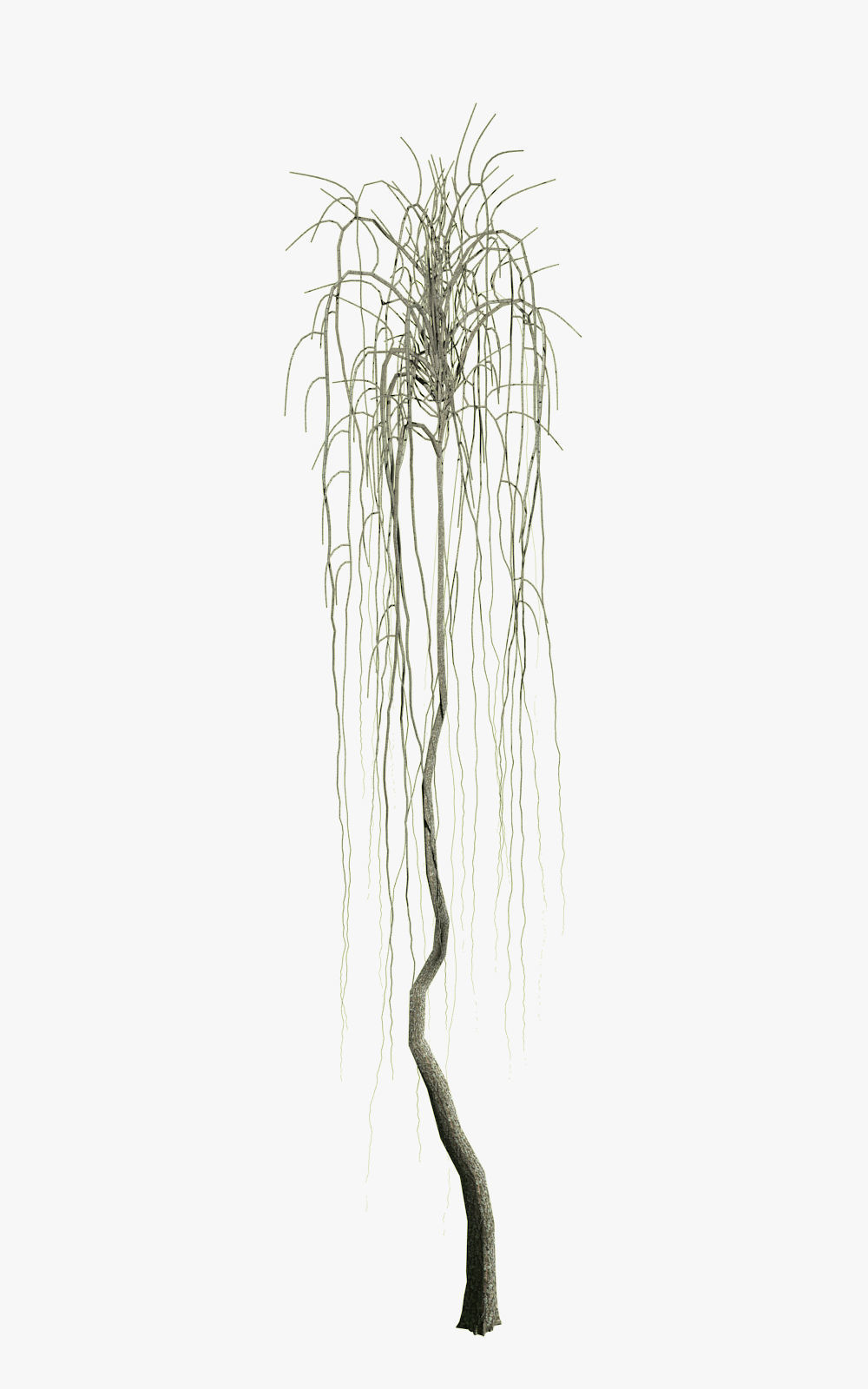 Willow on trunks 3D model_5