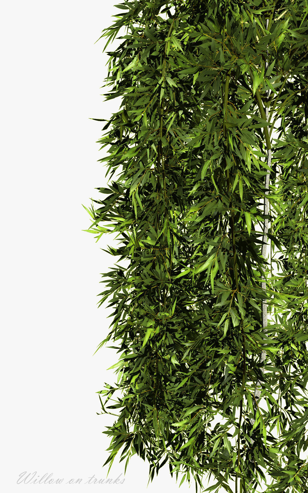 Willow on trunks 3D model_7