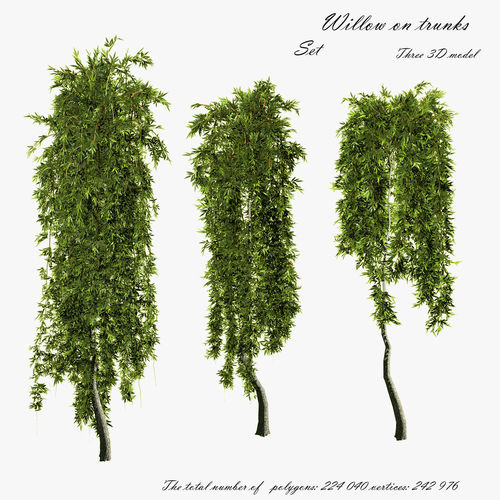  Willow on trunks 3D model