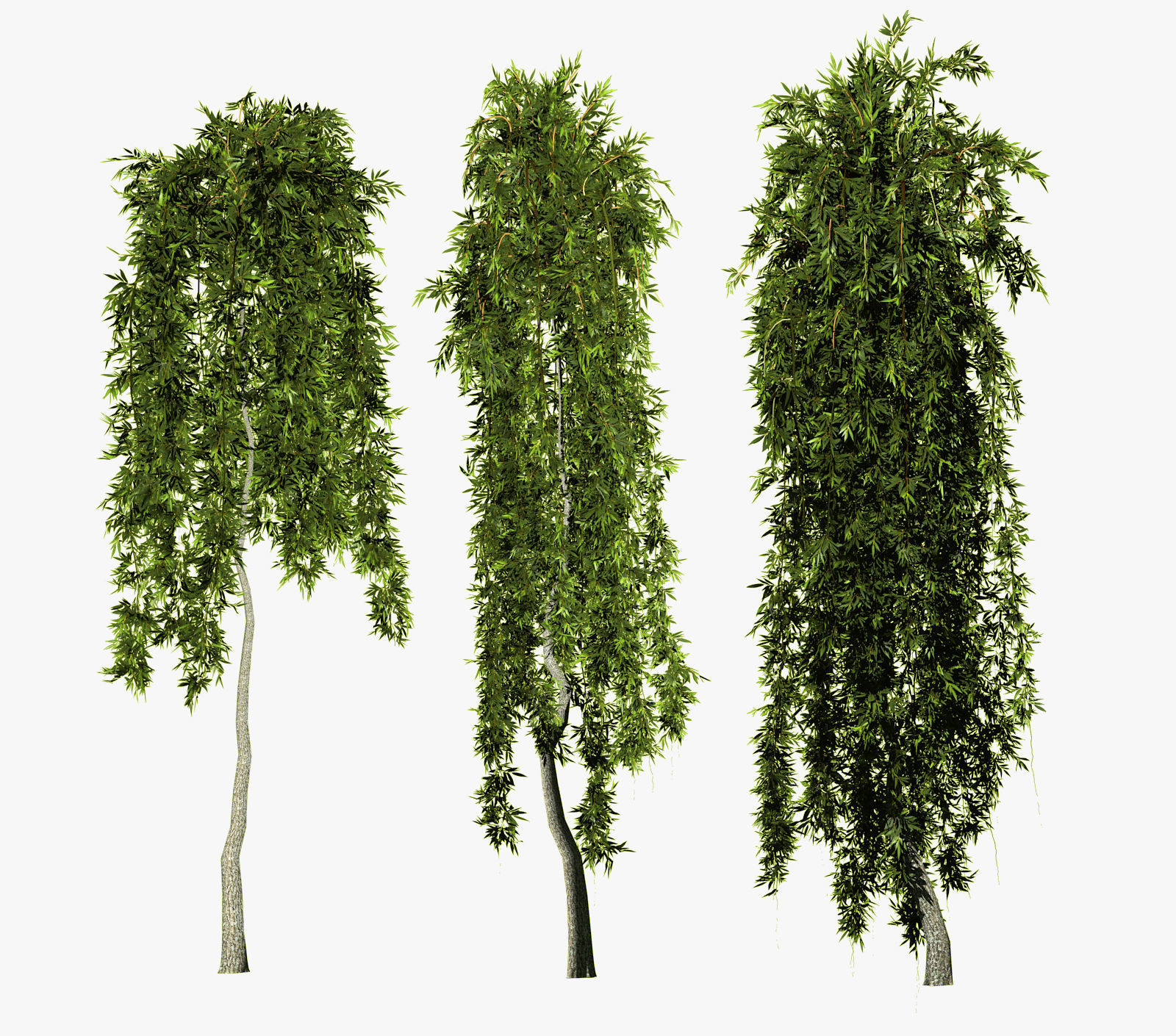 Willow on trunks 3D model_9