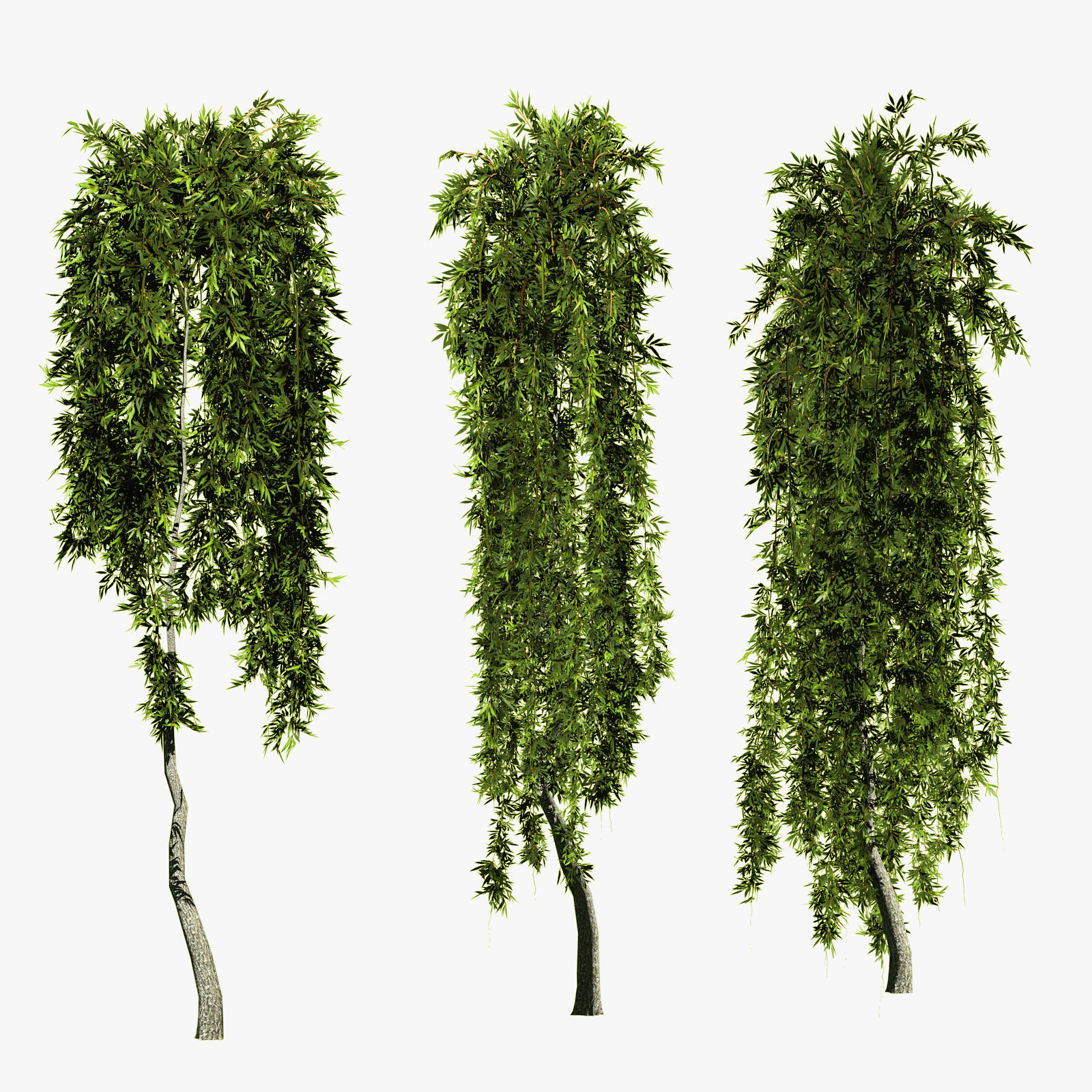 Willow on trunks 3D model_10
