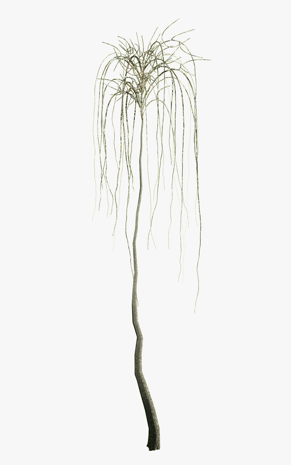 Willow on trunks 3D model_2