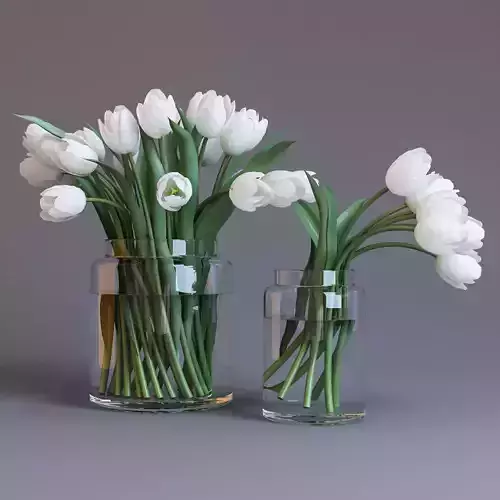 White tulips