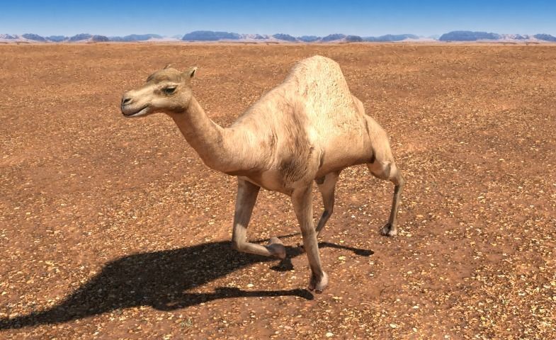 Arabian Camel Low-poly 3D model_5