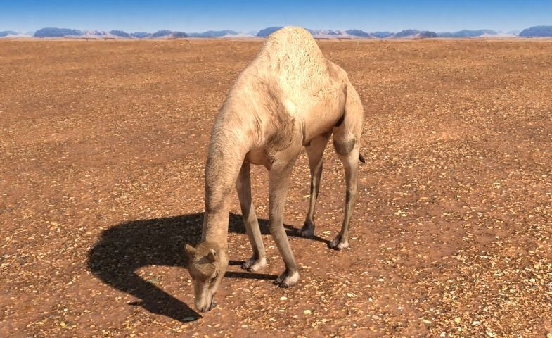 Arabian Camel Low-poly 3D model_6
