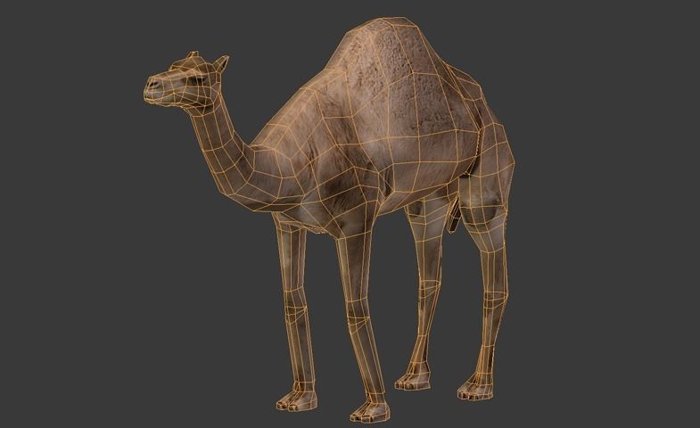 Arabian Camel Low-poly 3D model_10