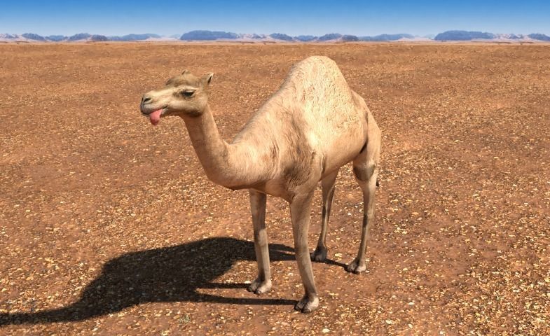 Arabian Camel Low-poly 3D model_3