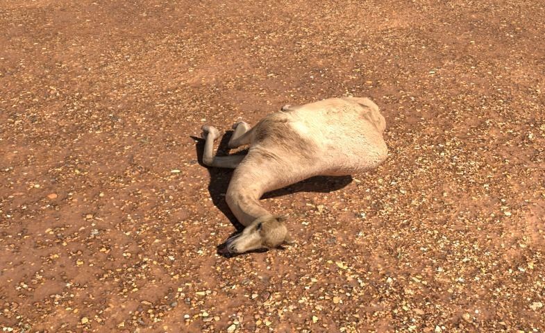 Arabian Camel Low-poly 3D model_7