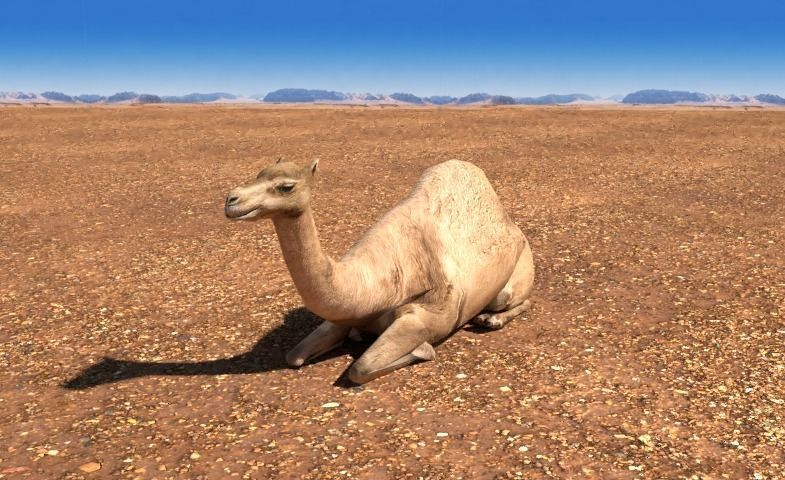 Arabian Camel Low-poly 3D model_4