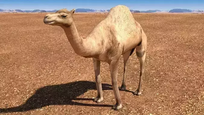 Arabian Camel Low-poly 3D model