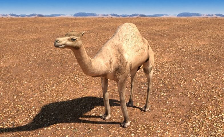 Arabian Camel Low-poly 3D model_2