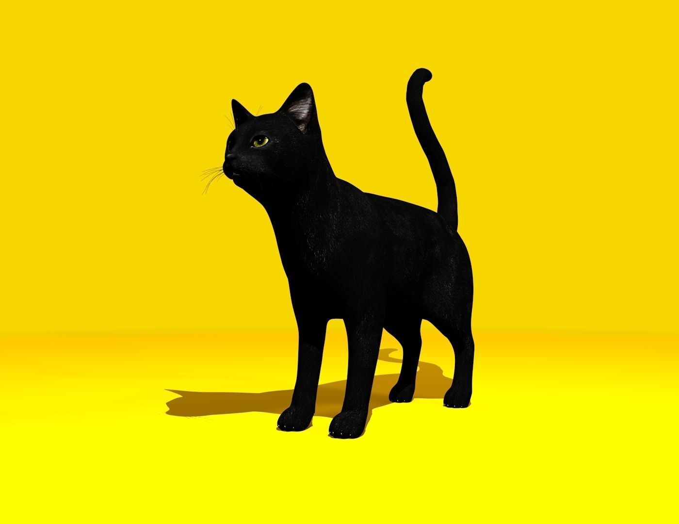 Cat Rigged and GIFT Low-poly 3D model_18