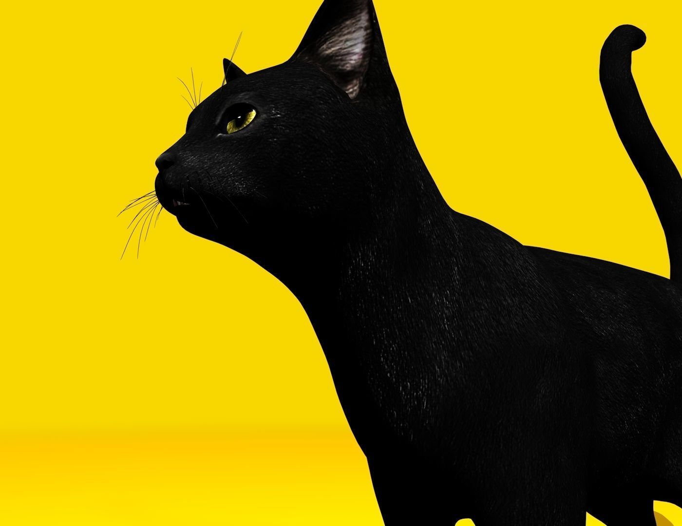 Cat Rigged and GIFT Low-poly 3D model_20