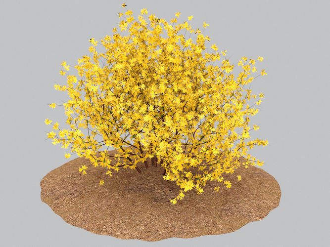 Forsythia 3D model
