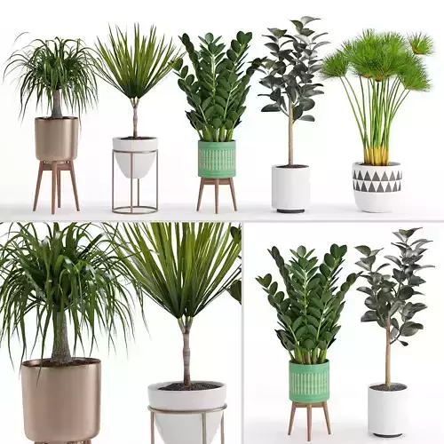 Houseplant 29  3D model