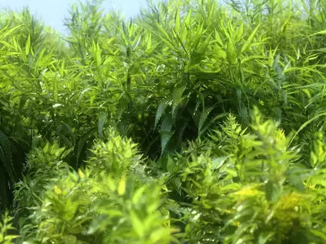 Brushwood field of grass and plants