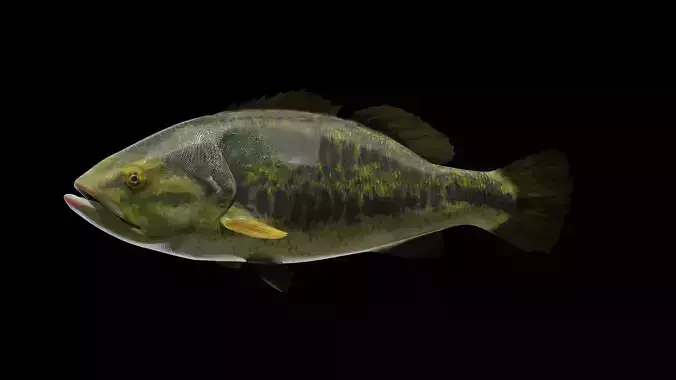 Largemouth Bass