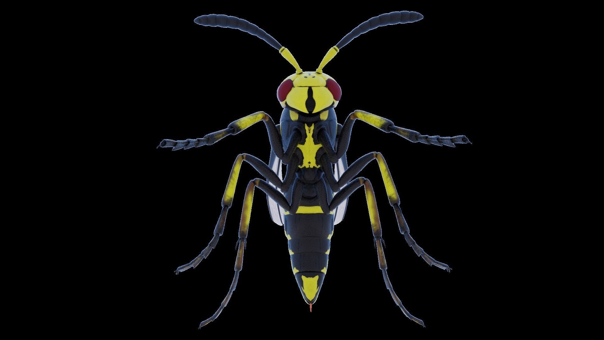 Wasp Insect Low-poly 3D model_33