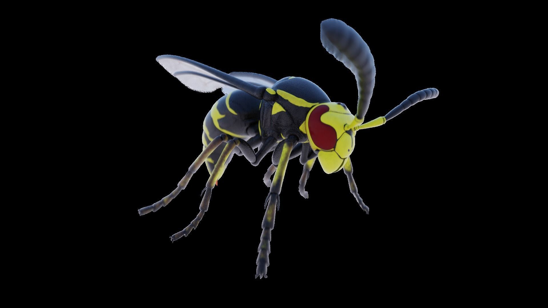 Wasp Insect Low-poly 3D model_32