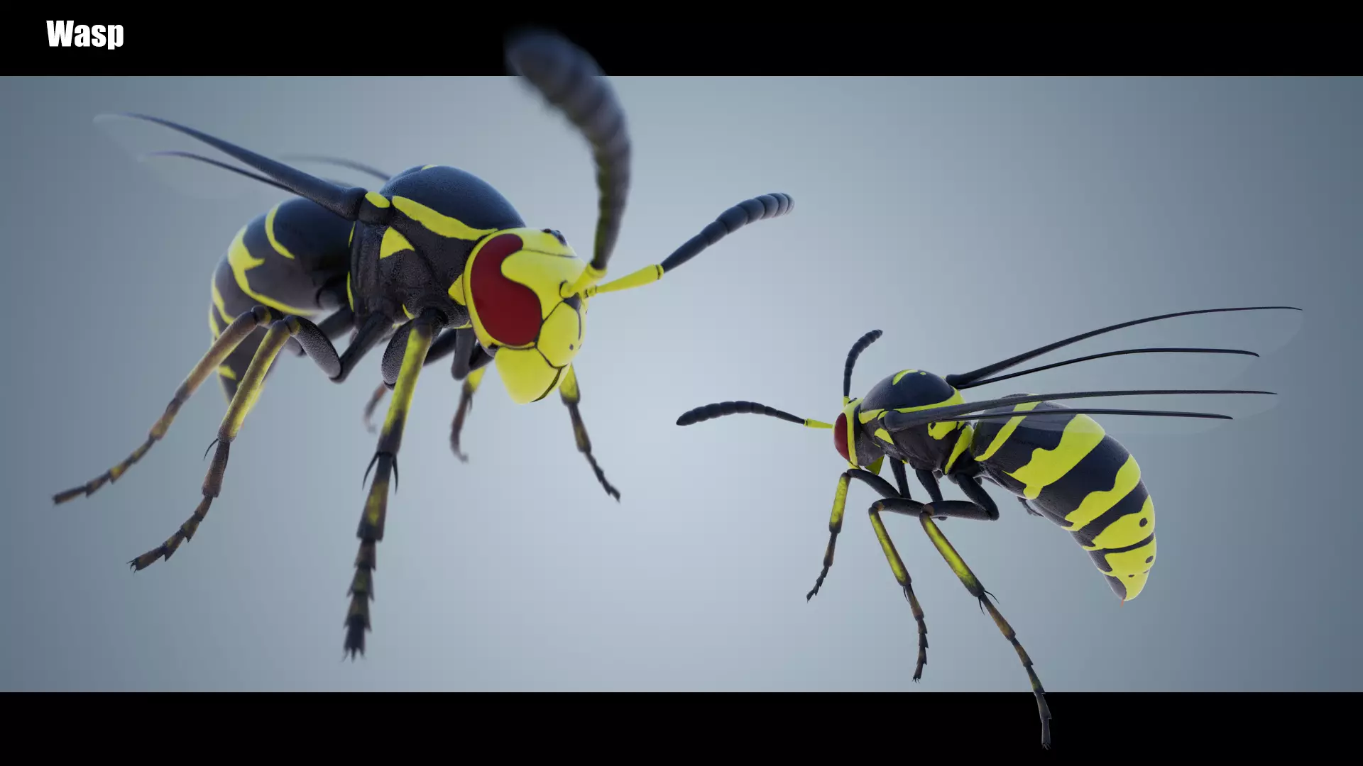 Wasp Insect Low-poly 3D model_0