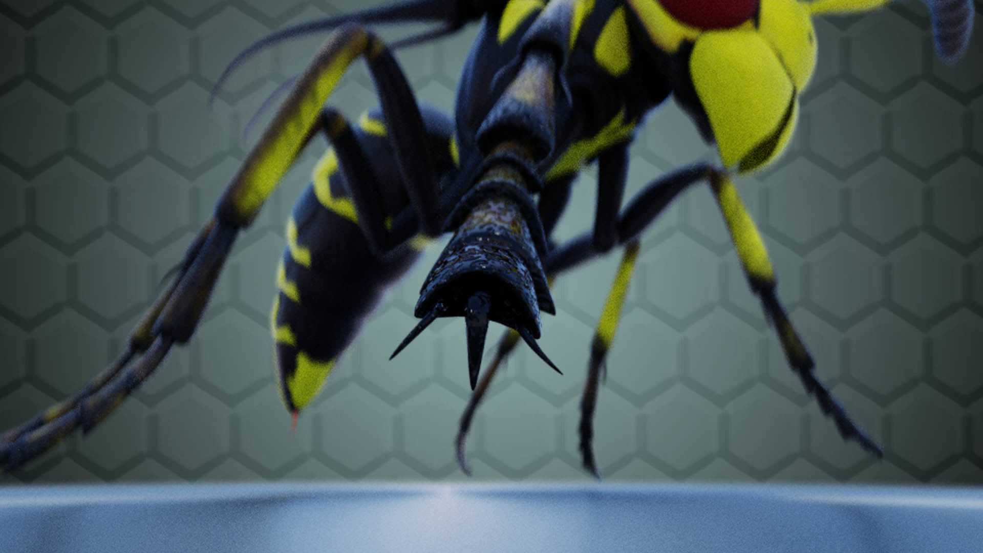 Wasp Insect Low-poly 3D model_19