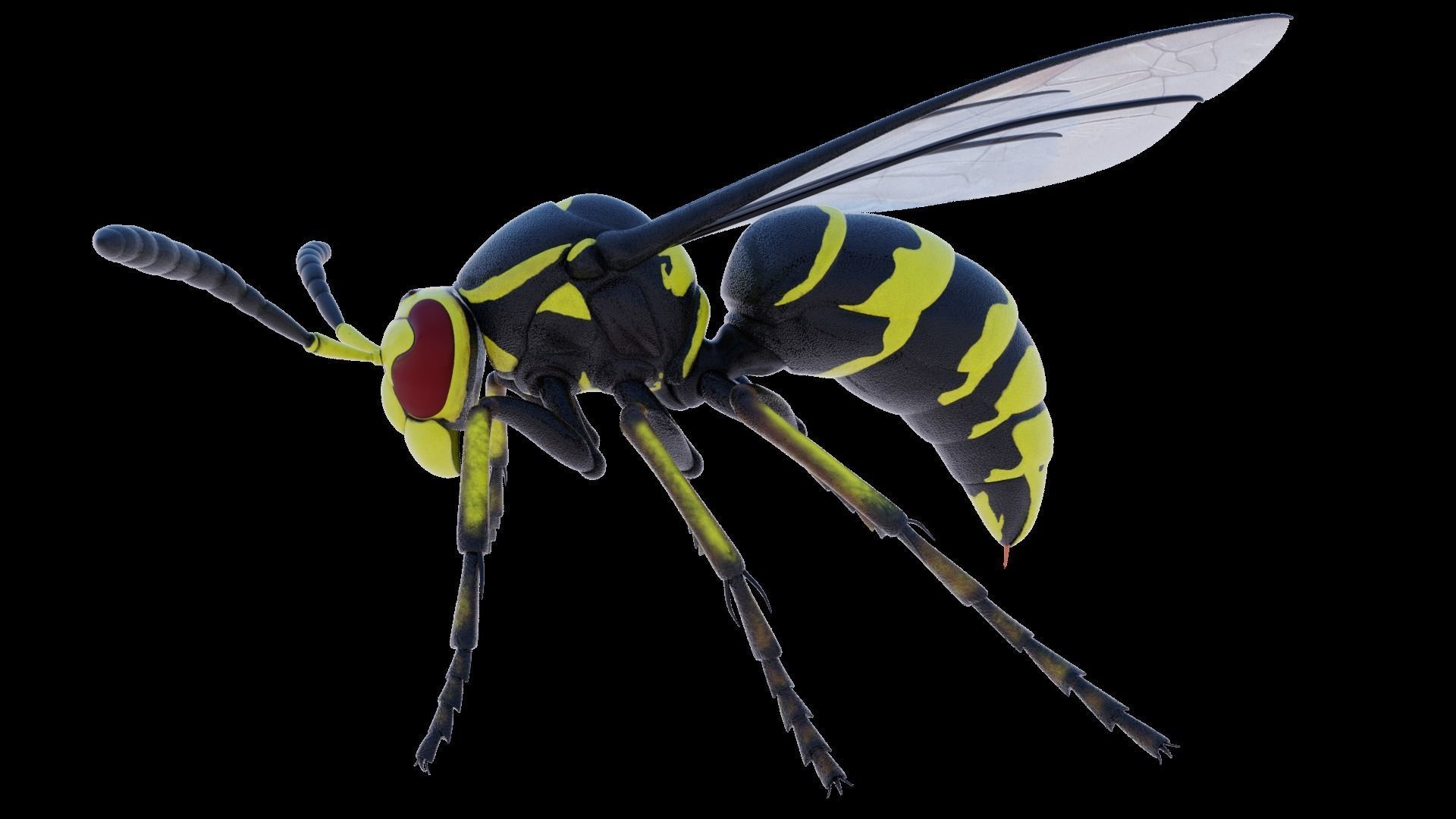 Wasp Insect Low-poly 3D model_47