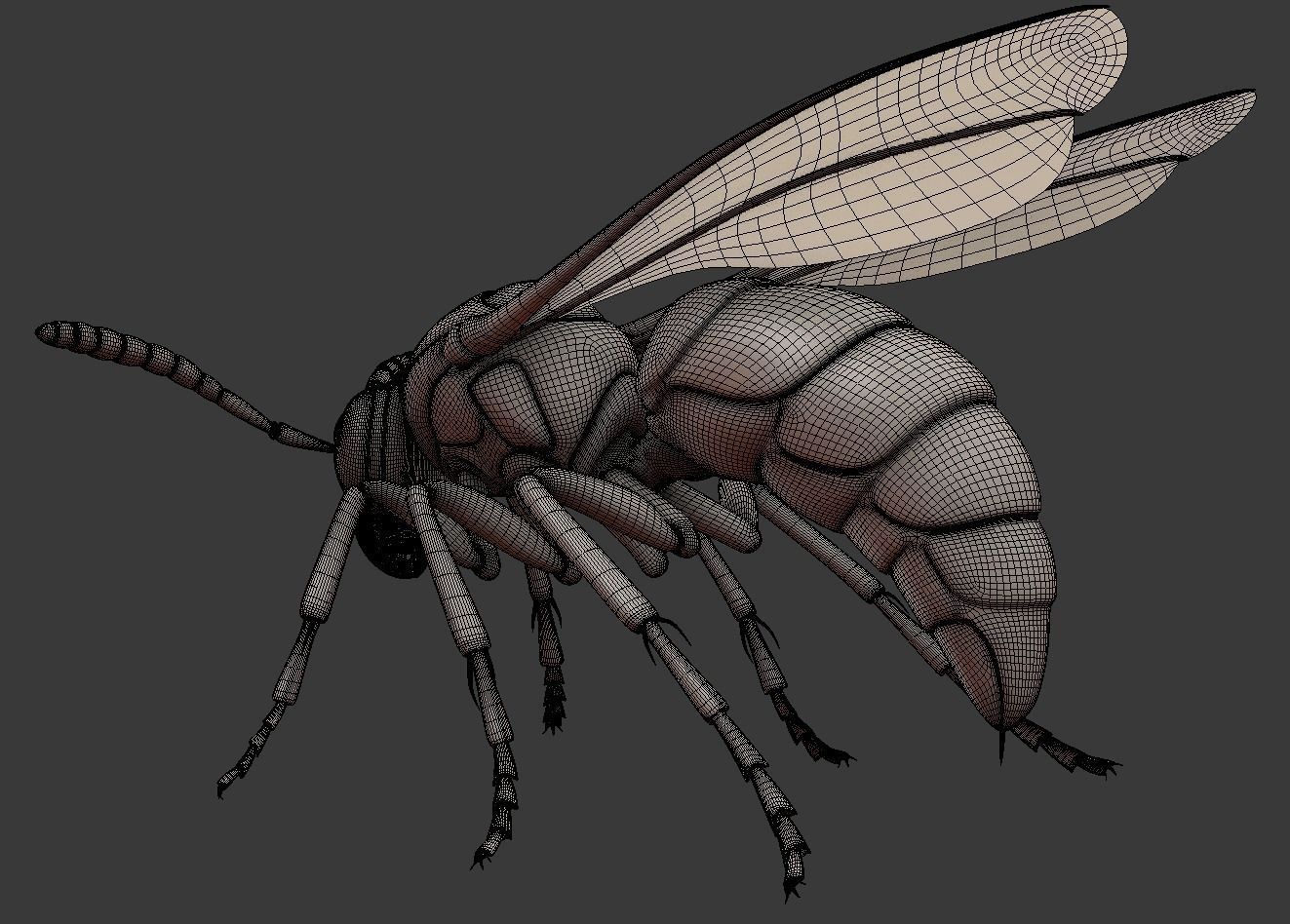Wasp Insect Low-poly 3D model_21