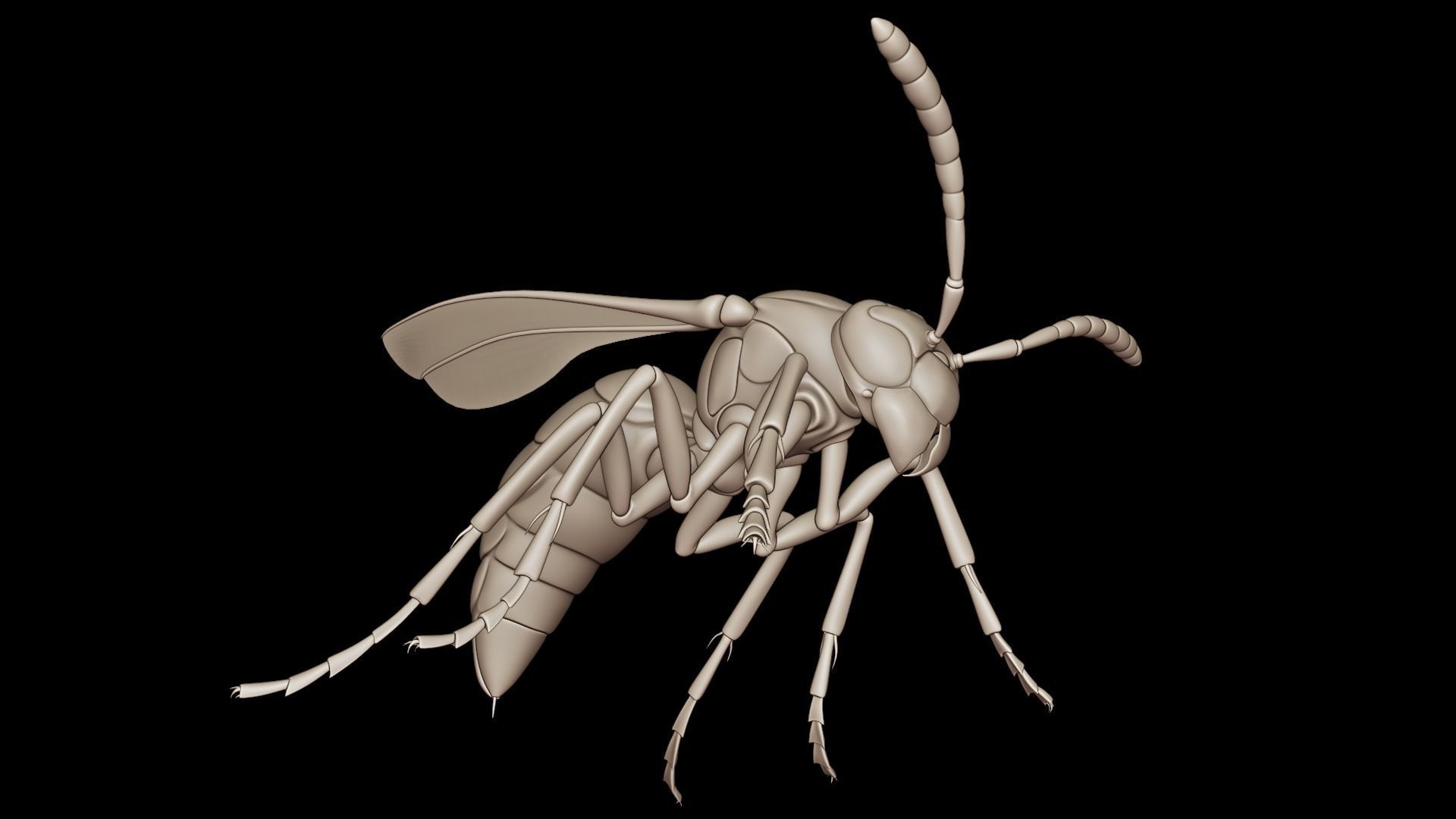 Wasp Insect Low-poly 3D model_38