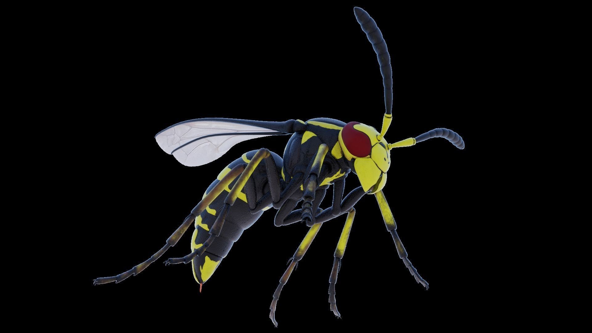 Wasp Insect Low-poly 3D model_40