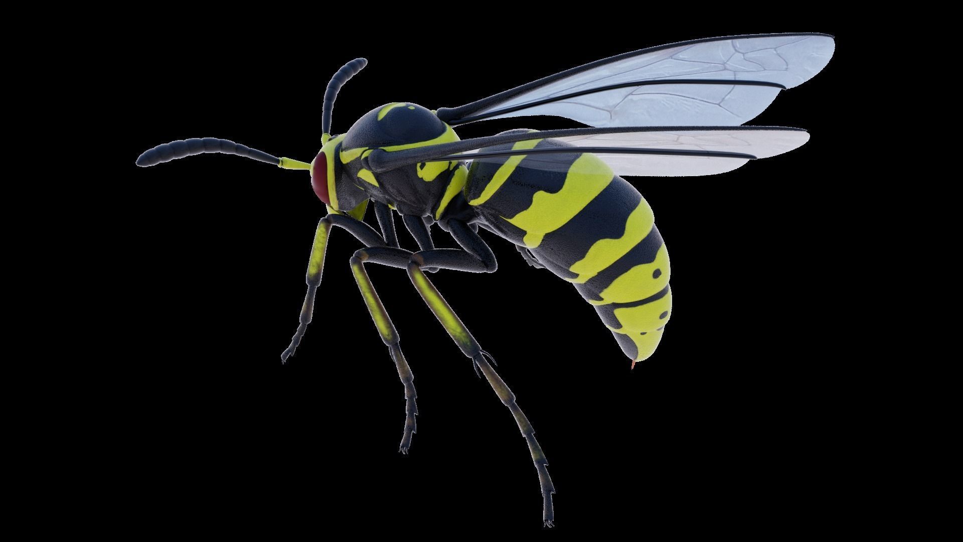 Wasp Insect Low-poly 3D model_45