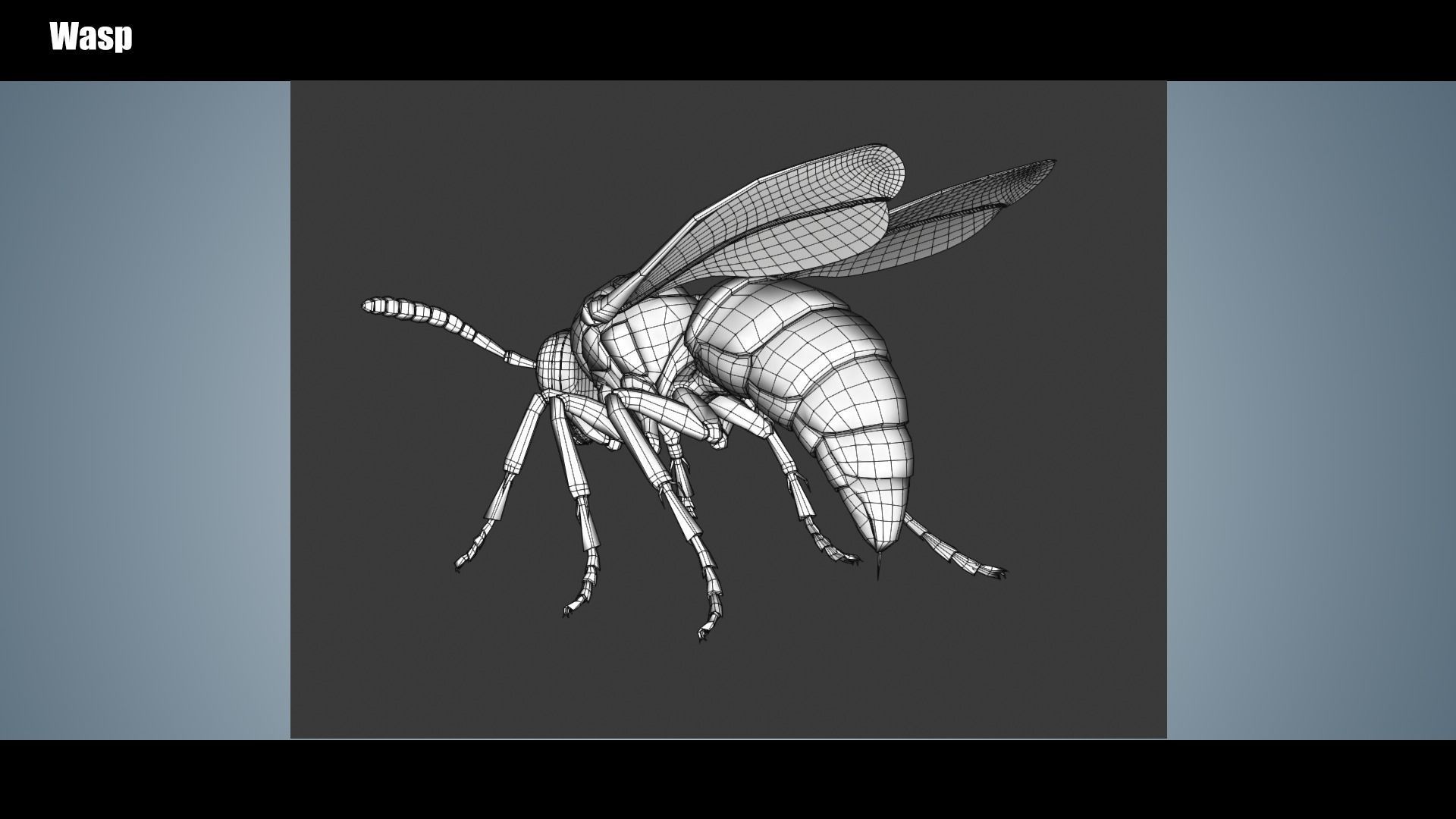 Wasp Insect Low-poly 3D model_11