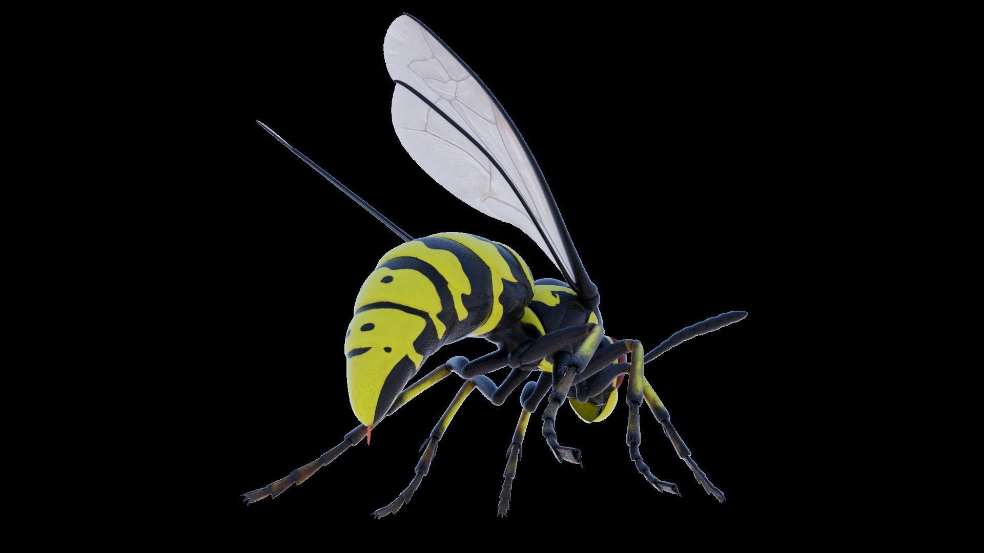 Wasp Insect Low-poly 3D model_41