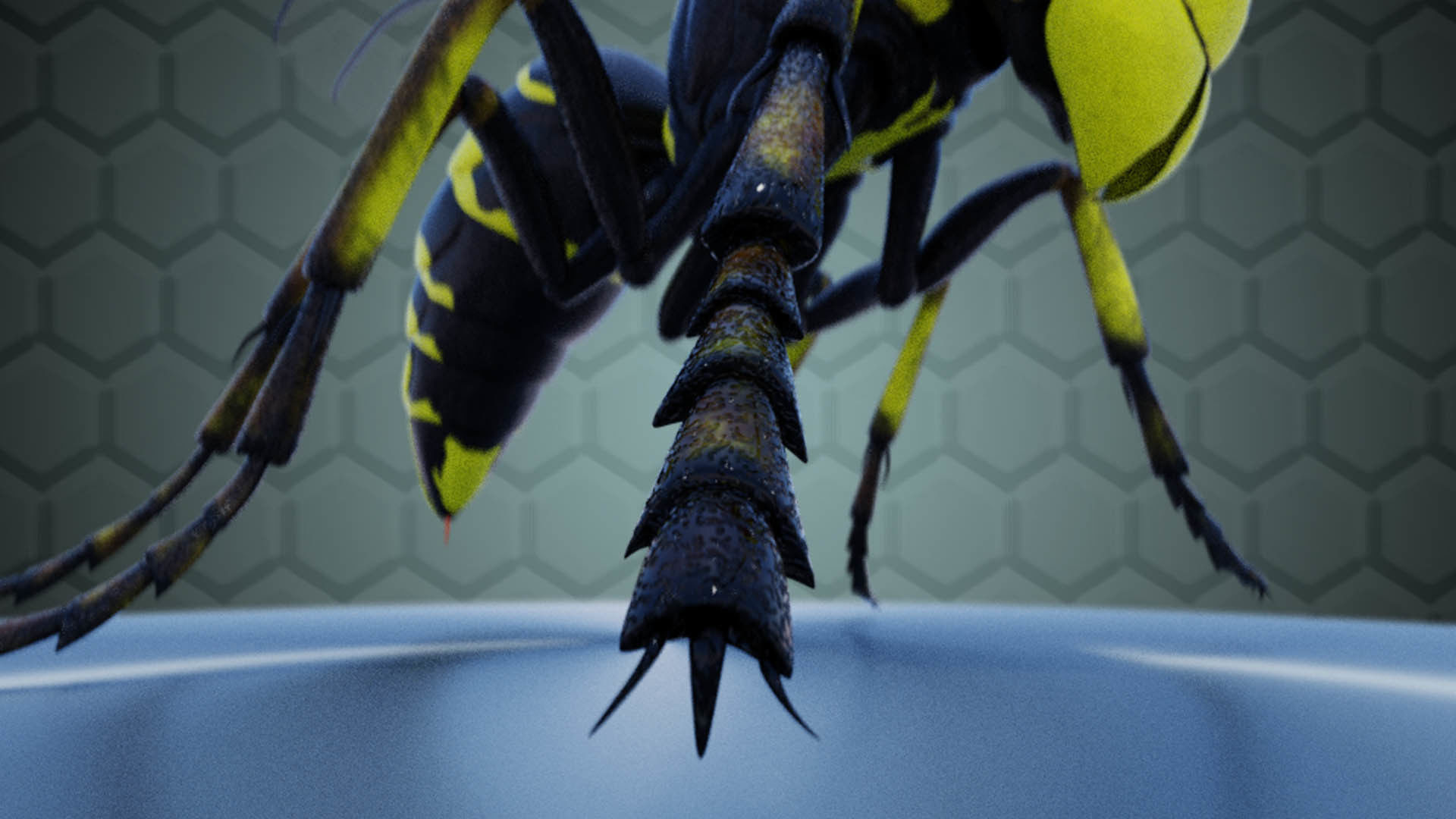 Wasp Insect Low-poly 3D model_20