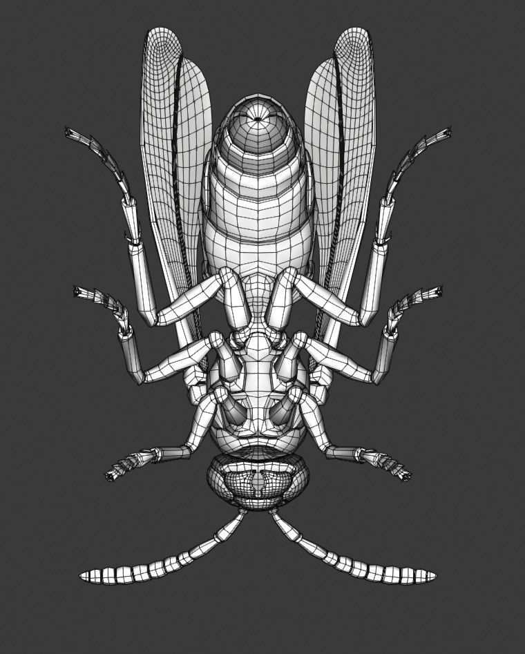 Wasp Insect Low-poly 3D model_49