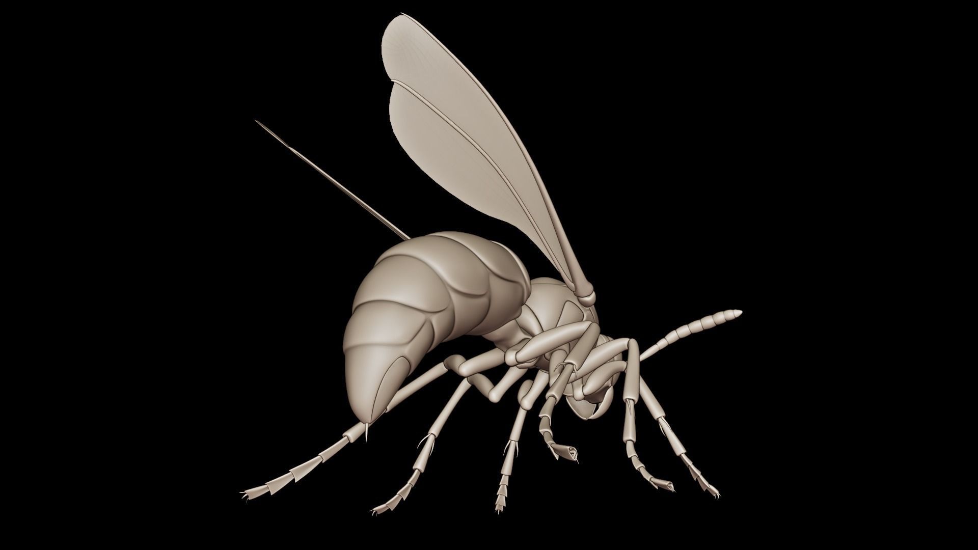 Wasp Insect Low-poly 3D model_37